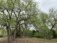 a group of trees in the middle of a field