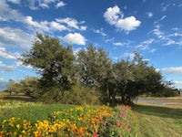 a field of flowers with trees and a blue sky