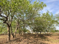 a group of trees in a field with a dirt path