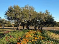 a field of flowers and trees in the middle of a road